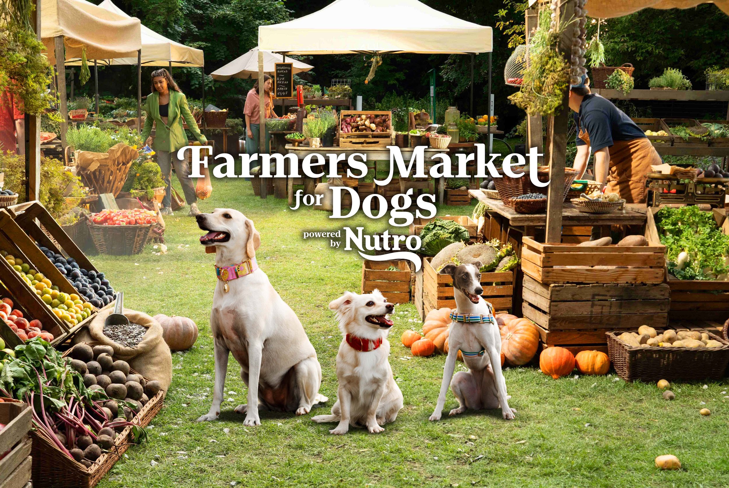 Farmers market dog hotsell
